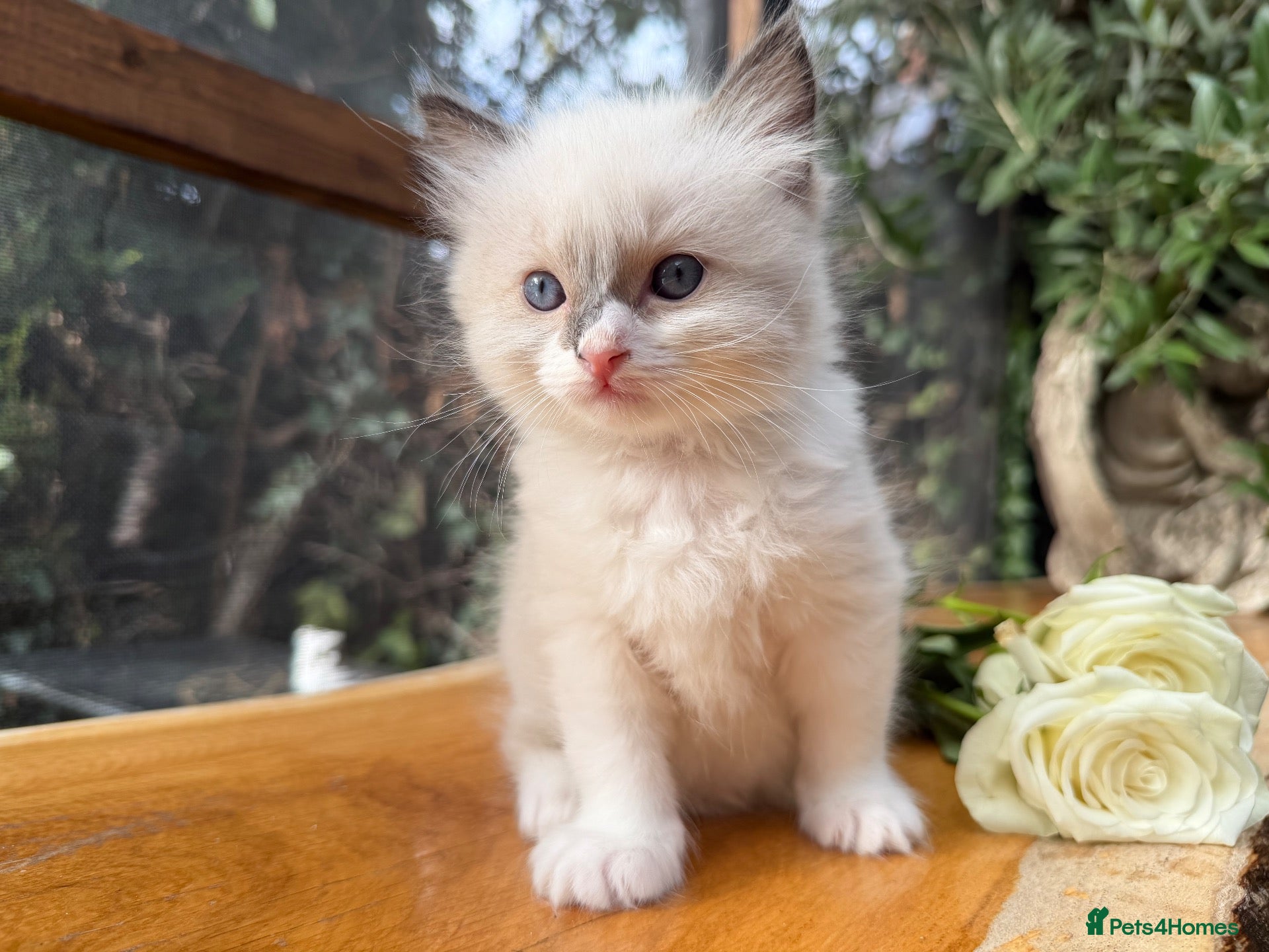 Ragdoll cats Purebred Ragdoll Kittens  - Advert 2