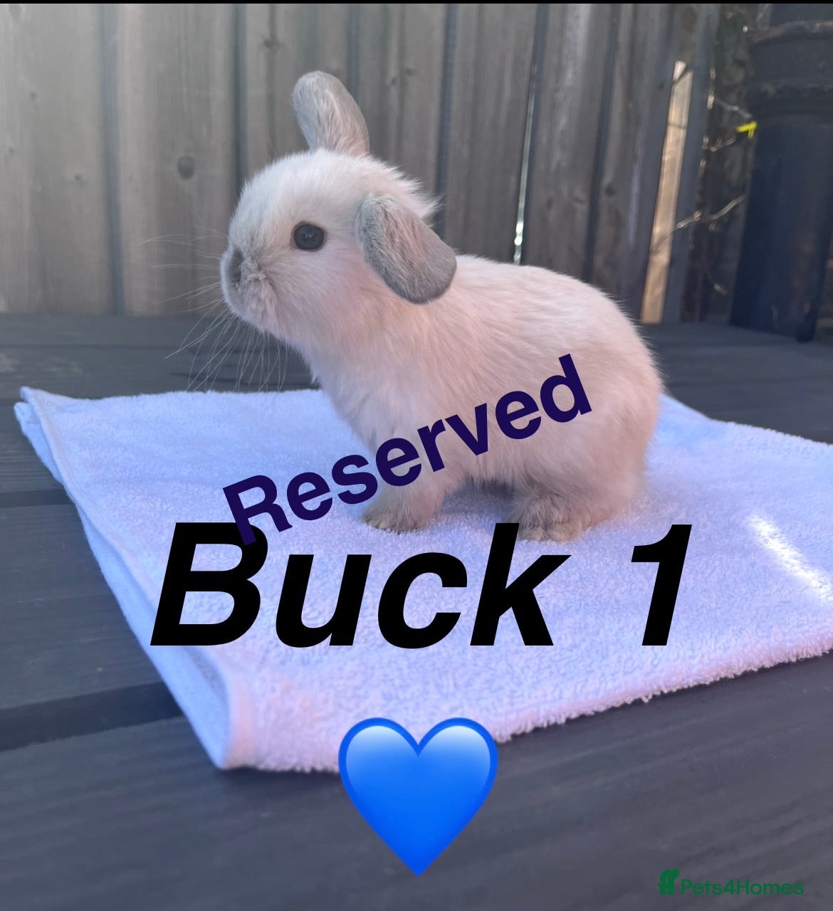Mini Lop rabbits Gorgeous Pure bred Mini lops - All reserved  - Advert 6