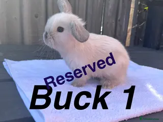 Mini Lop rabbits Gorgeous Pure bred Mini lops - All reserved - Advert 10