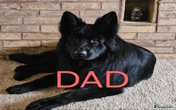 German Shepherd dogs for sale: German Shepherd puppies - Image 20