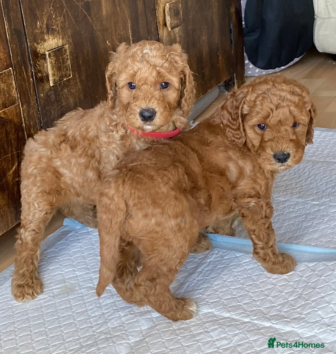 Labradoodle dogs for sale: Beautiful F3b Labradoodle Puppies - Image 23