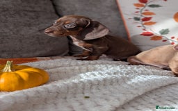 Miniature Dachshund dogs for sale: Miniature dachshund puppies  - Image 4
