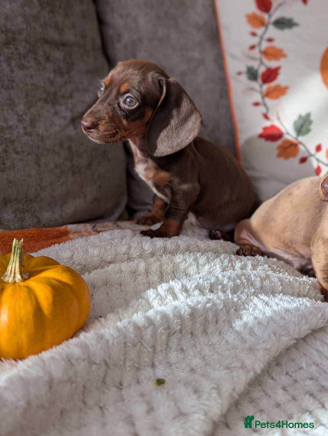 Miniature Dachshund dogs for sale: Miniature dachshund puppies  - Image 4