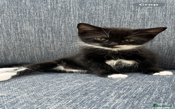 Mixed Breed cats for sale: British Shorthair Cross kittens Tabby and White - Image 9