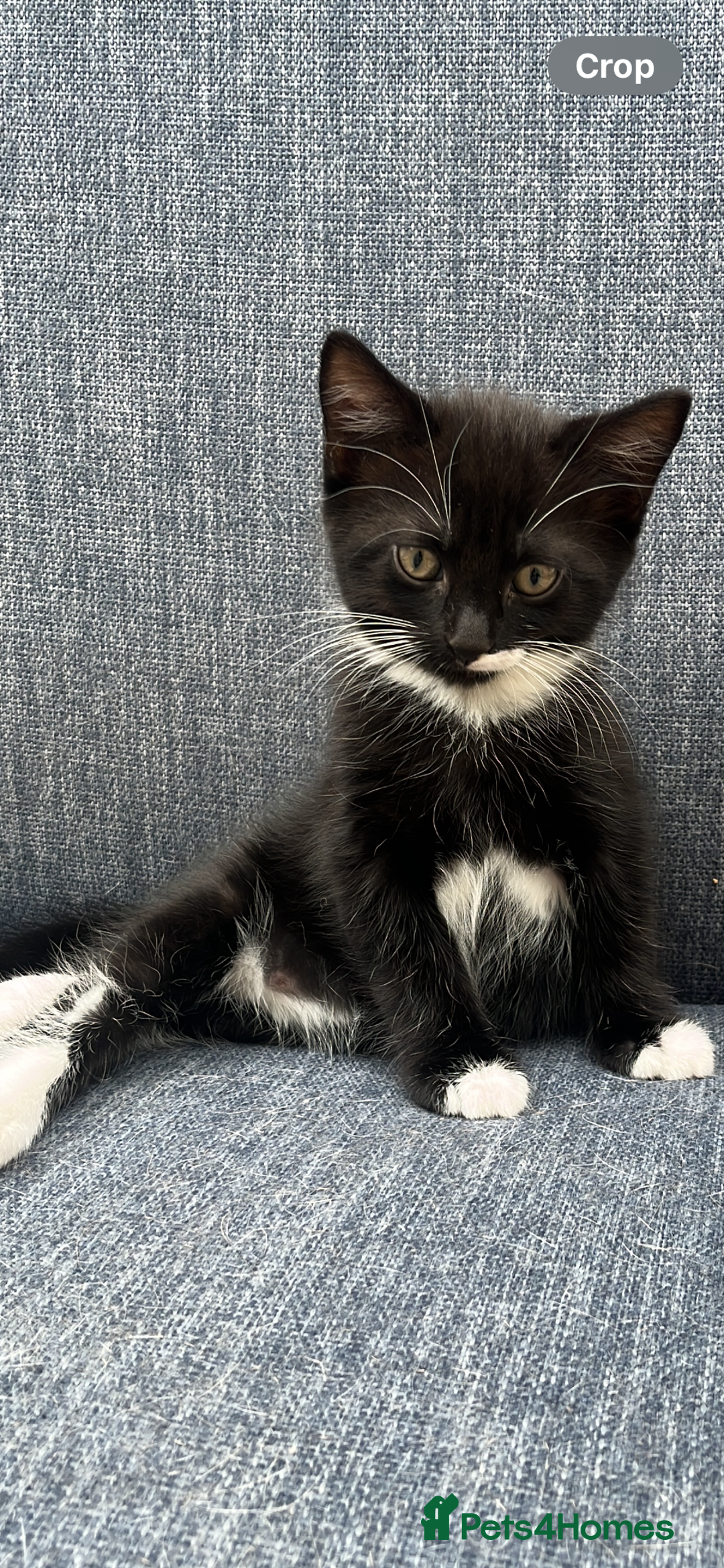Mixed Breed cats for sale: British Shorthair Cross kittens Tabby and White - Image 9