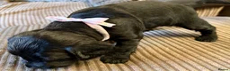 Cocker Spaniel dogs for sale: cocker spaniel puppies  in Southampton - Advert 4