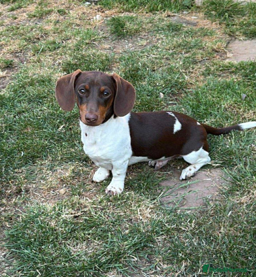 Miniature Dachshund dogs for stud: Miniature dacshound  in Evesham - Advert 5