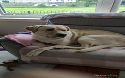 Labrador Retriever dogs for sale: Labrador  - Image 2