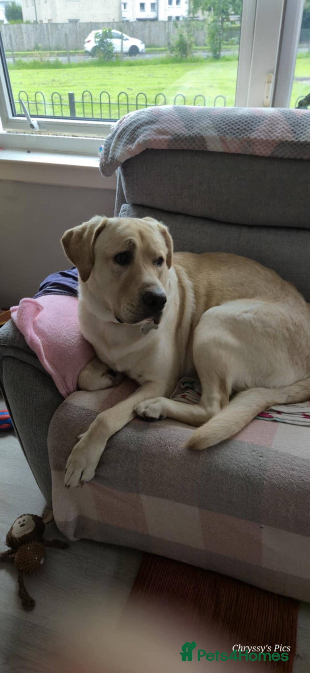 Labrador Retriever dogs for sale: Labrador  - Image 2