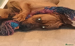 Mixed Breed dogs for sale: Mastiff X rottweiler  - Image 4