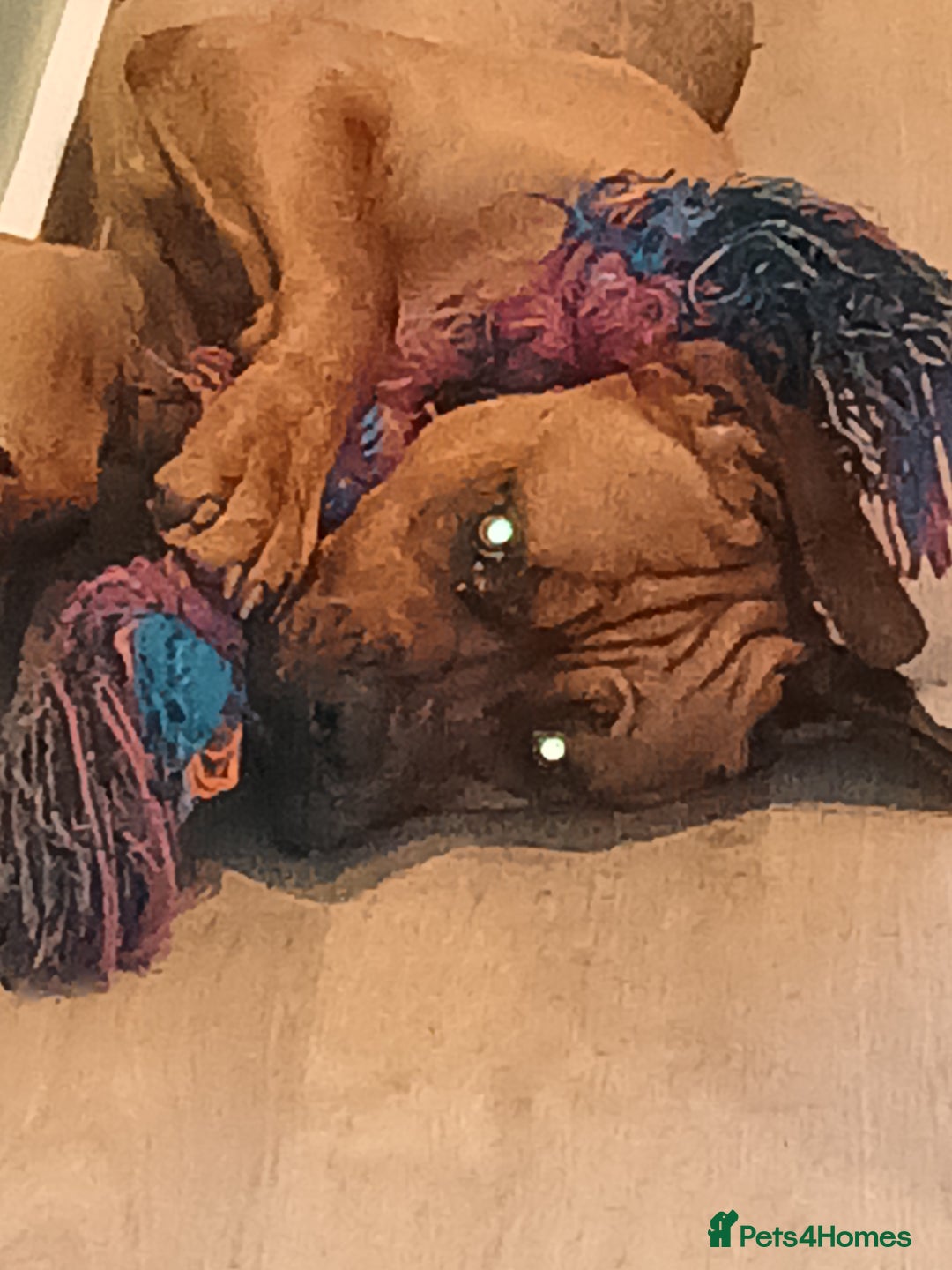 Mixed Breed dogs for sale: Mastiff X rottweiler  - Image 4