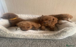 Cockapoo dogs for sale: F1B Red Cockapoo Puppies Available Now - Image 2