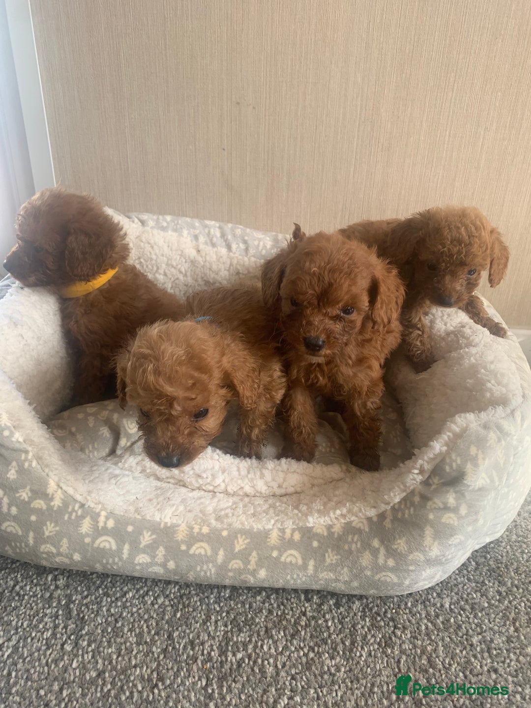 Cockapoo dogs for sale: F1B Red Cockapoo Puppies Available Now - Image 2