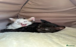 Mixed Breed cats for sale: Adorable mixed breed kittens for sale  - Image 4