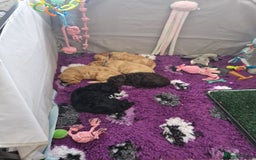 Labradoodle dogs for sale: Gorgeous miniature labradoodle puppies. - Image 23