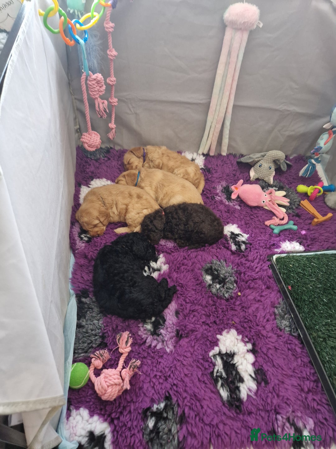 Labradoodle dogs for sale: Gorgeous miniature labradoodle puppies. - Image 23