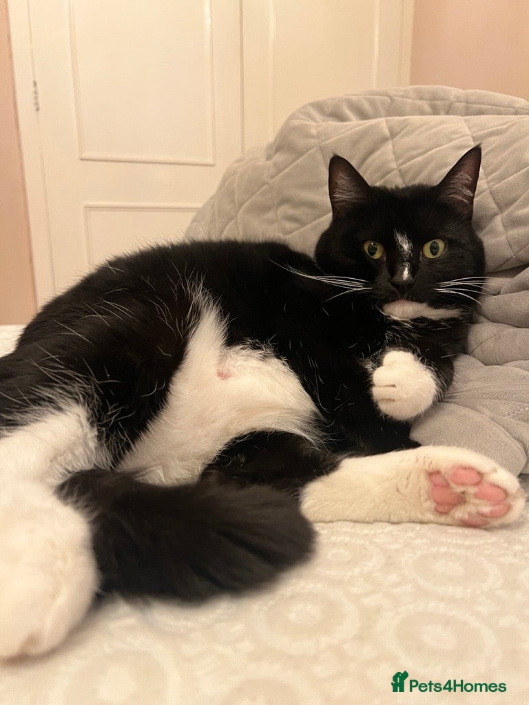 Domestic Shorthair cats Maja–4yo Cat Looking for an Elderly Companion - Advert 1