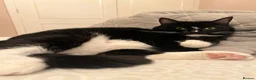 Domestic Shorthair cats for sale: Maja–4yo Cat Looking for an Elderly Companion - Advert 1