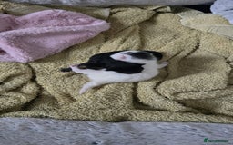 British Shorthair cats for sale: 2 male kittens - Image 5
