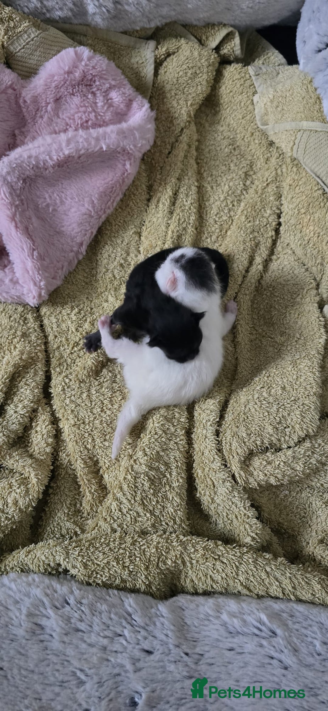 British Shorthair cats for sale: 2 male kittens - Image 5