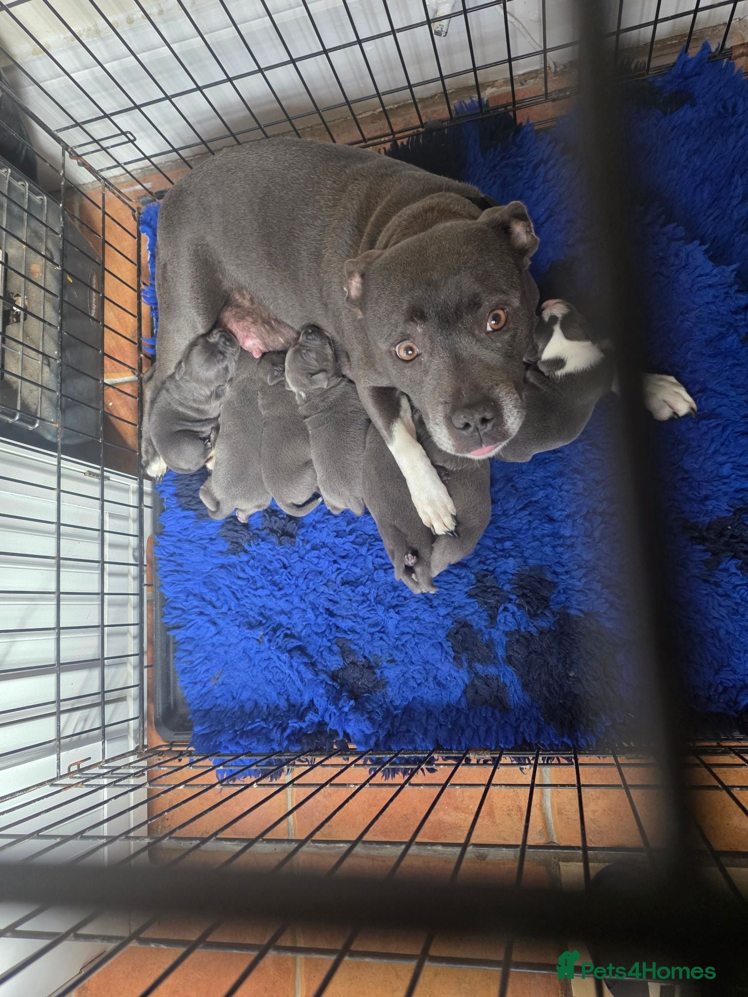 Staffordshire Bull Terrier dogs Staffordshire bull terrier {Blue} - Advert 3
