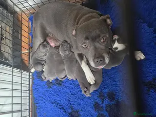 Staffordshire Bull Terrier dogs Staffordshire bull terrier {Blue} - Advert 3