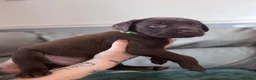 Labrador Retriever dogs for sale: 8 stunning lab pups for sale - Advert 20