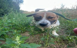 Mixed Breed dogs for adoption: Diego. Badersfield Norfolk  - Image 18