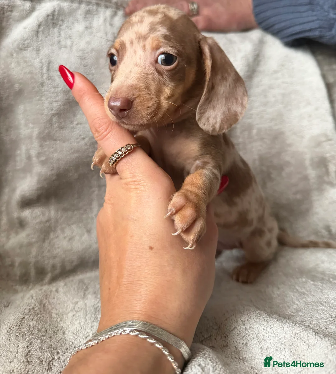 Miniature Dachshund dogs for sale: KC Reg Miniature Dachshunds Dapple Isabella    - Advert 6