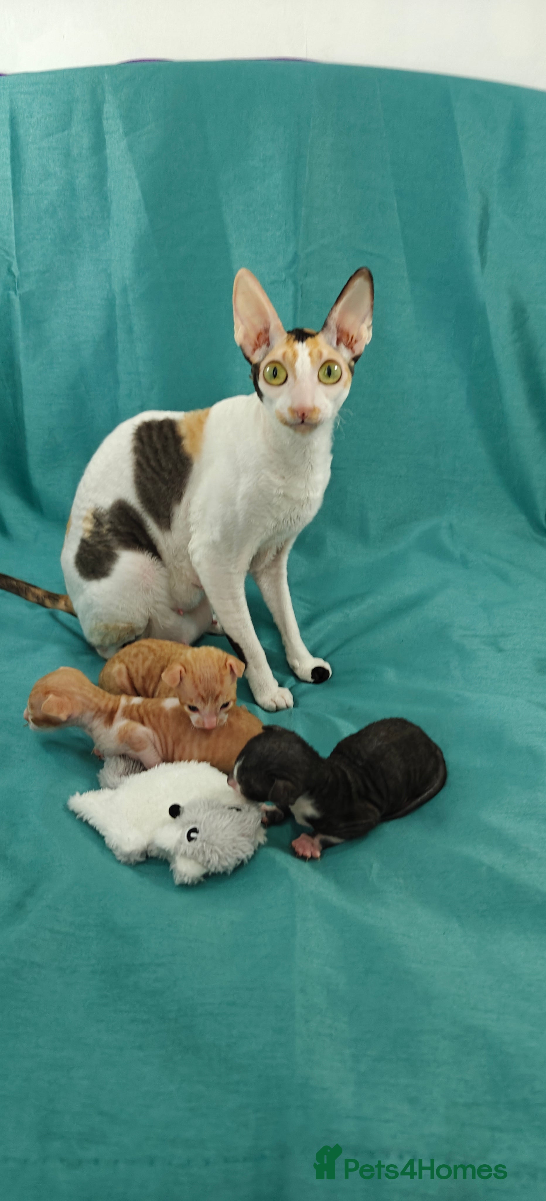 Cornish Rex cats Cornish Rex kitten ready to new home  - Advert 1