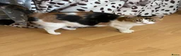 British Longhair cats for sale: NY12 Two Beautiful Female Cats Looking for Loving - Advert 16