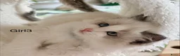 Ragdoll cats for sale: Stunning champion line Ragdoll kittens - Advert 9