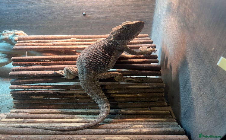 Bearded Dragon reptiles - Advert 3
