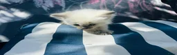 Ragdoll cats for sale: One ragdoll girls  - Advert 2