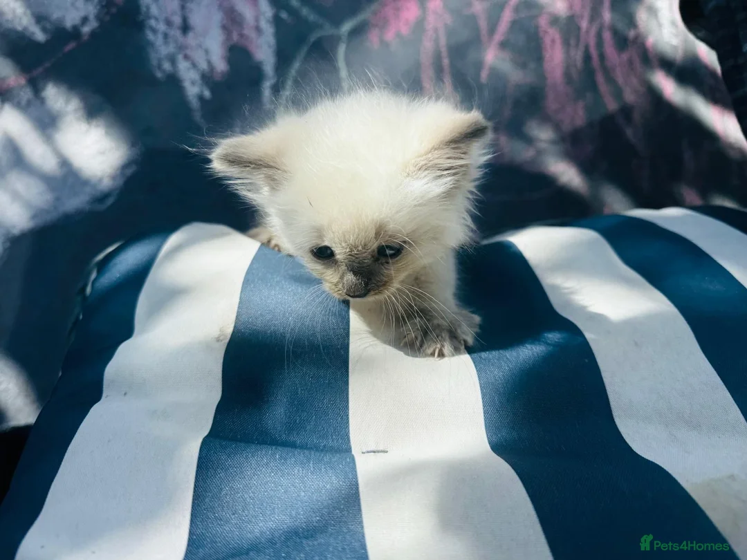 Ragdoll cats for sale: One ragdoll girls  - Advert 2