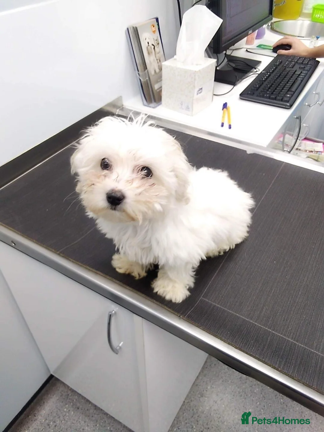 Maltese dogs for sale: Maltese puppy's  - Advert 1