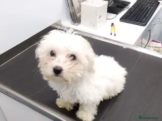 Maltese dogs Maltese puppy's - Advert 1