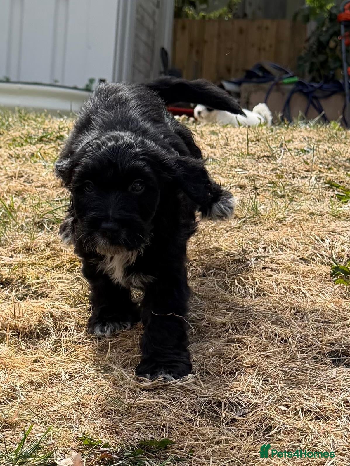 Australian Labradoodle dogs 8 Gorgeous Australian labradoodle puppies - Advert 2