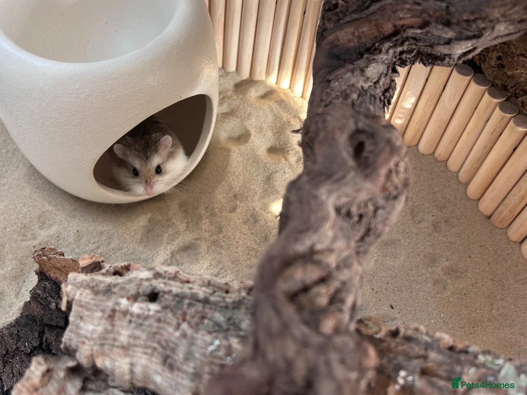 Hamster rodents for sale: Female roborovski hamster - Advert 4