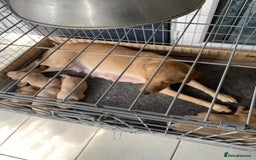 Labrador Retriever dogs for sale: 4 Labrador puppies - Image 2
