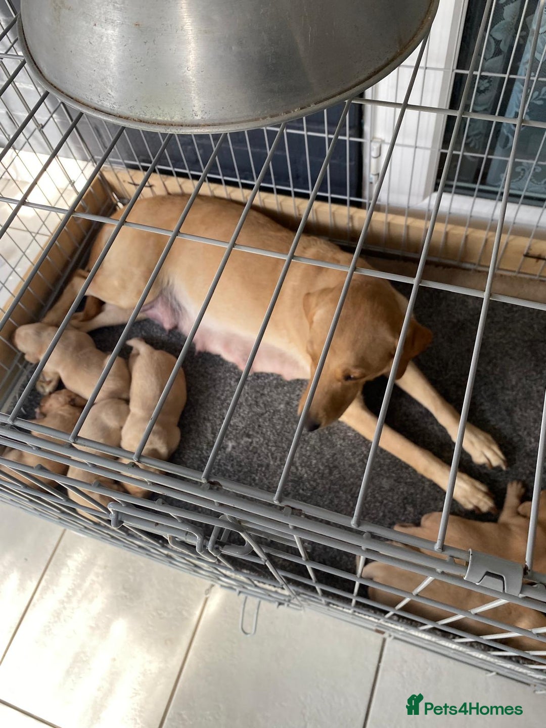 Labrador Retriever dogs for sale: 4 Labrador puppies - Image 2