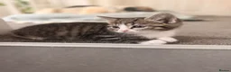Mixed Breed cats for sale: 3 Beautiful Tabby & White Kittens - Advert 20