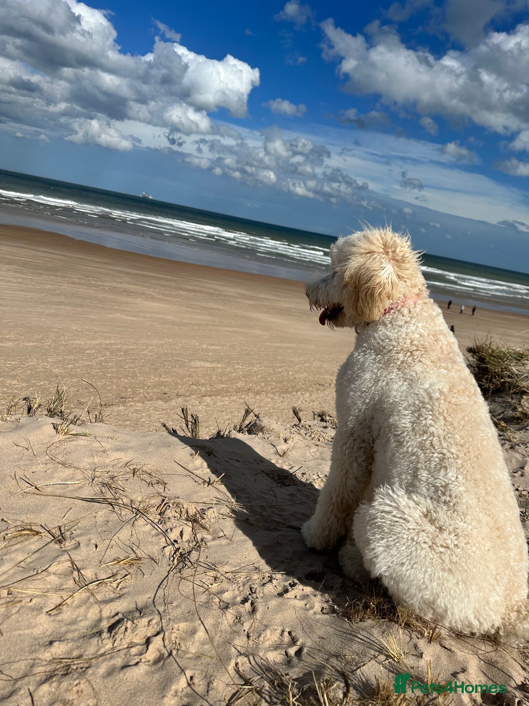 Goldendoodle dogs for sale: Beautiful Goldendoodle - Image 7