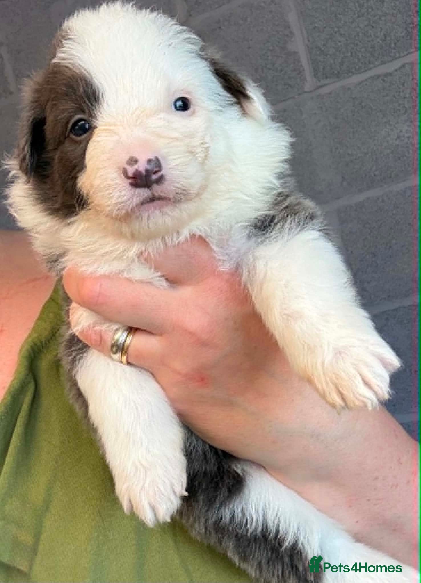 Border Collie dogs Outstanding Border Collie Puppies - Advert 1