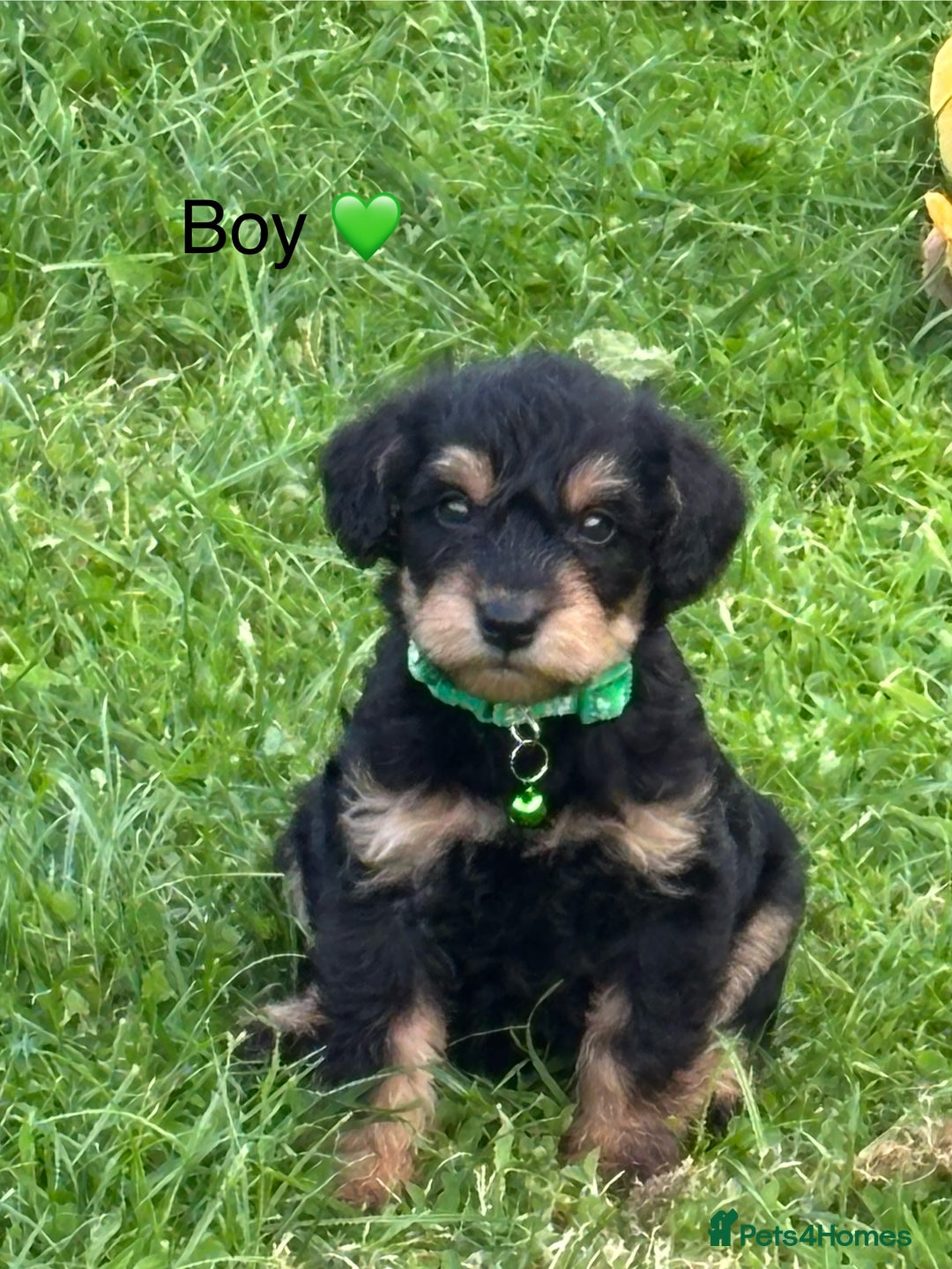 Mixed Breed dogs for sale: F1 MINI SCHNOODLE PUPPIES  - Image 20