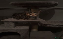 Abyssinian cats for sale: Called star  - Image 2