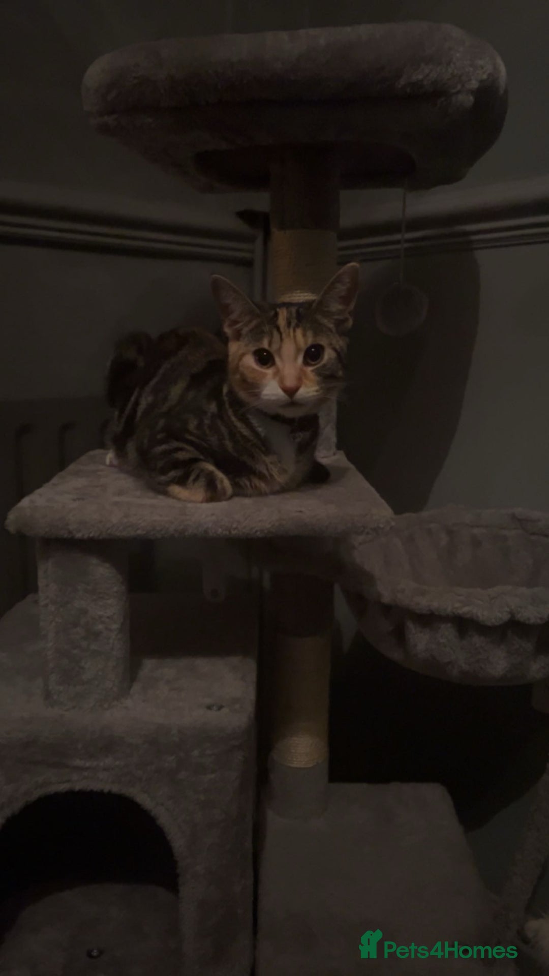 Abyssinian cats for sale: Called star  - Image 2