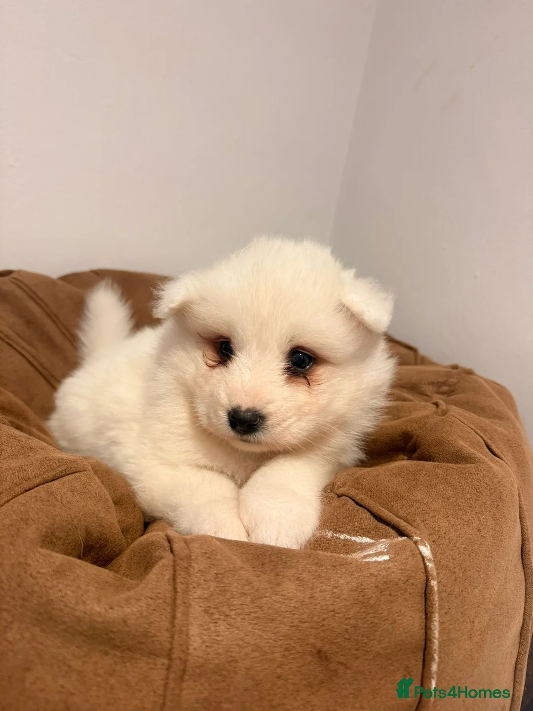 Samoyed dogs for sale: Samoyed Puppies for Sale - Advert 13