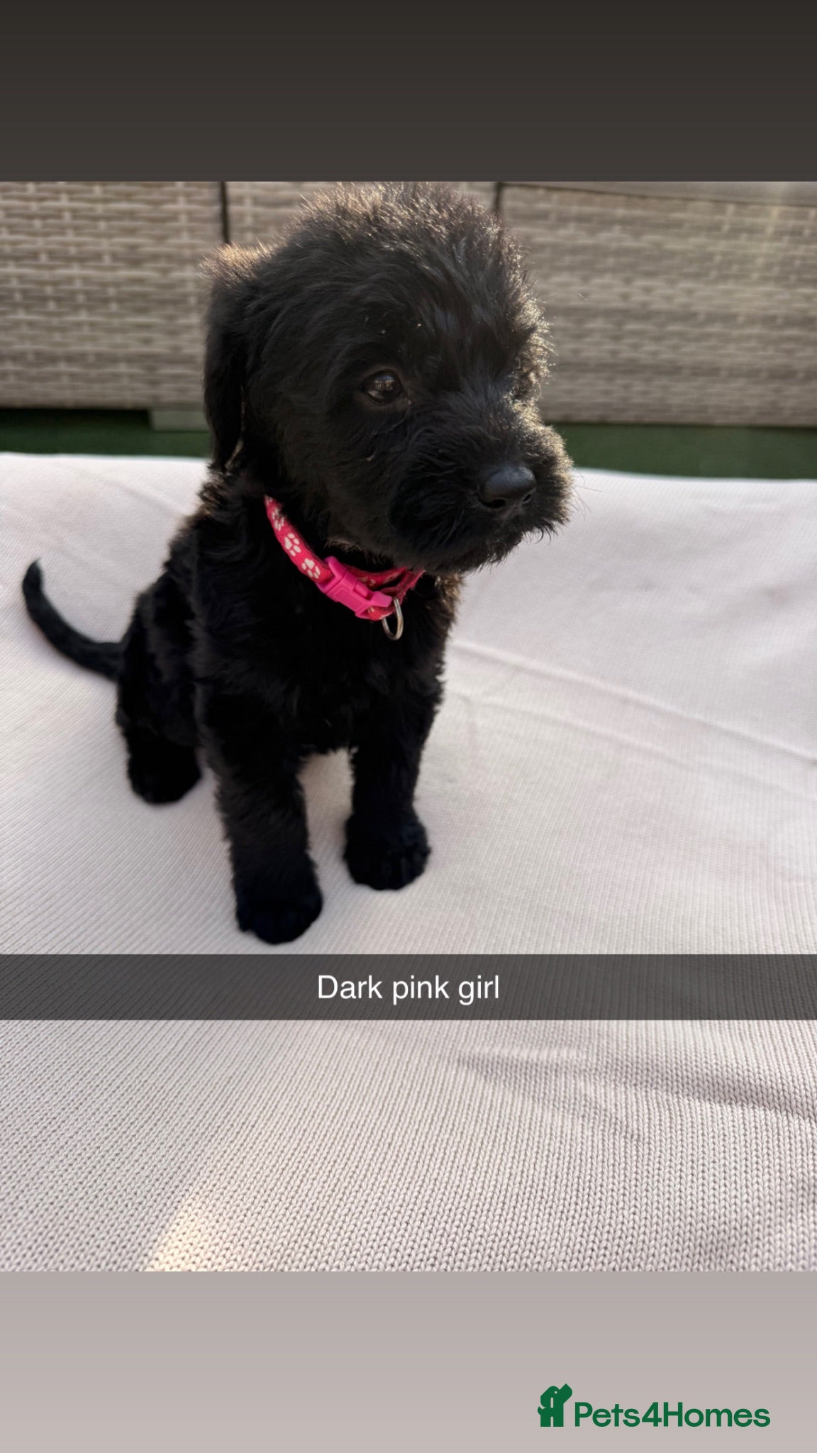 Mixed Breed dogs Whoodle puppies  - Advert 2