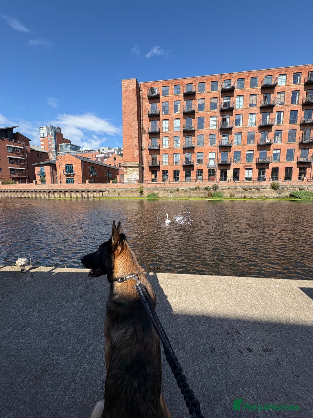 Mixed Breed dogs for sale: Army Breed TOP LINE🤩✨ - Advert 4